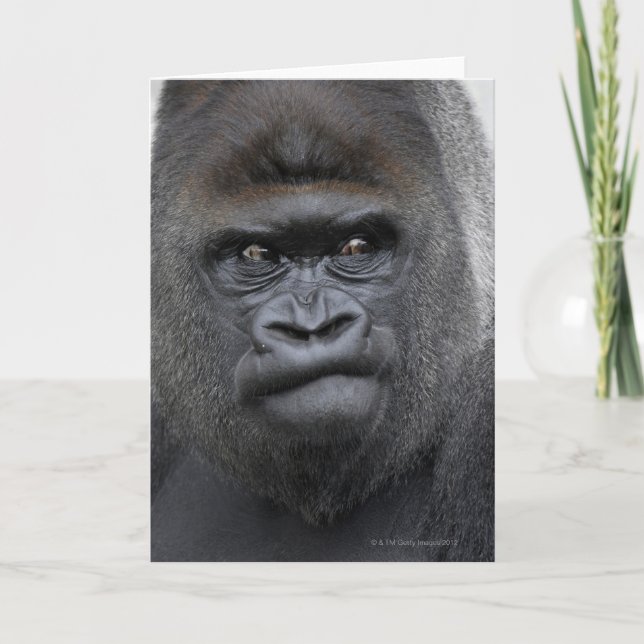 Flachlandgorilla, Gorilla gorilla, Card (Front)