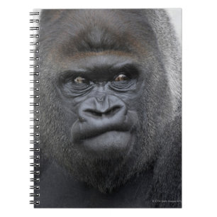 Flachlandgorilla, Gorilla gorilla, Spiral Notebook