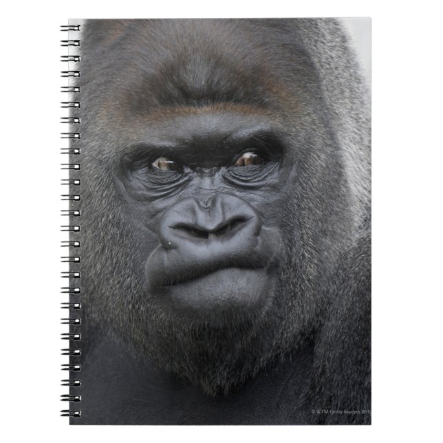 Flachlandgorilla, Gorilla gorilla, Spiral Notebook (Front)