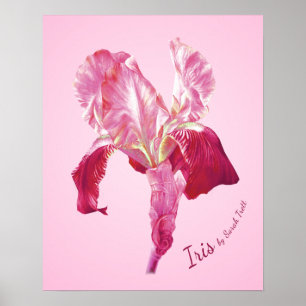 Flag Iris (red and pink) poster print