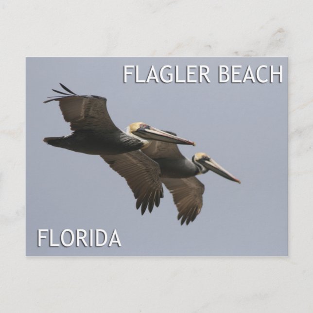 Flagler Beach Pelican Pair Postcard (Front)