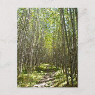 Flagstaff aspen postcard