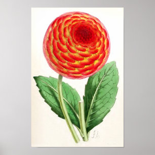 "Flambeau Dahlia" Vintage Illustration Poster