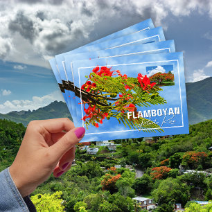Flamboyán Tree from Puerto Rico Postcard