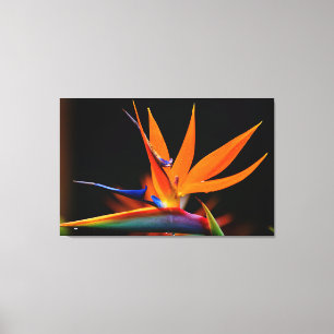 Flamboyant Bird of  Paradise Flower Canvas Print