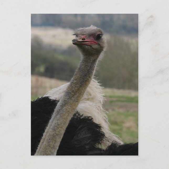 Flamboyant Ostrich Postcard (Front)
