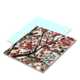 Flamboyant Royal Poinciana Tree Tile