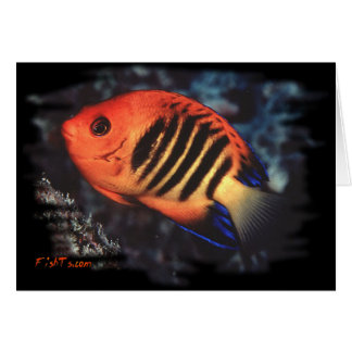 Flame Angelfish by H2Oasis