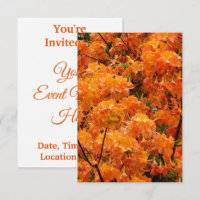 Flame Azalea Flowers