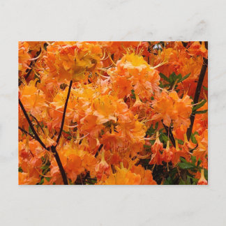 Flame Azalea Flowers Postcard