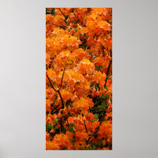 Flame Azalea Flowers Poster