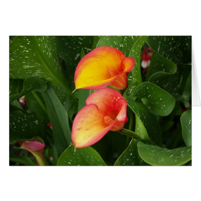 Flame Calla. (Front Horizontal)