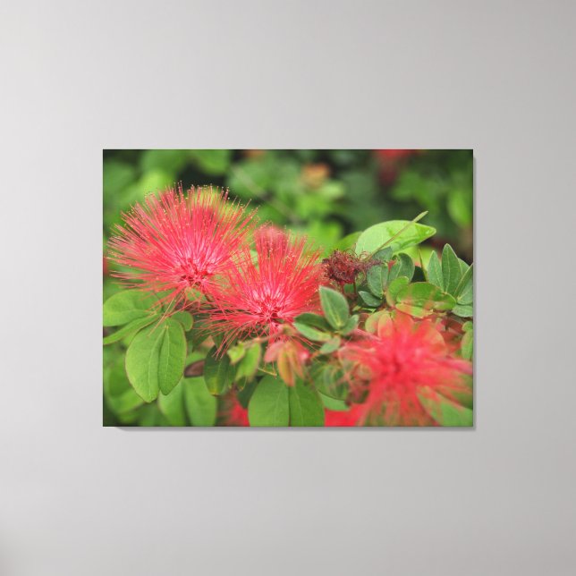 Flame Mimosa Tree Blooms Stretched Canvas Print (Front)