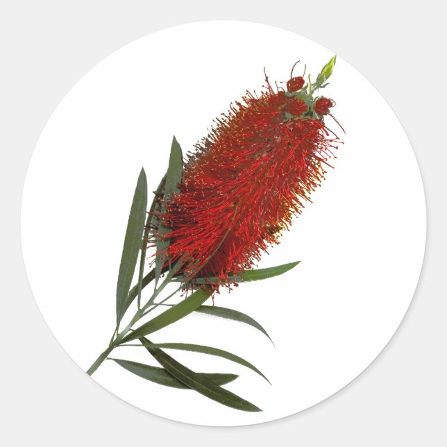 Flame Red Bottle Brush Classic Round Sticker (Front)