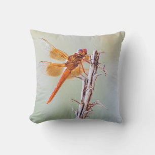 Flame Skimmer Dragonfly on Agave Cushion