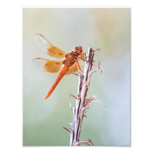Flame Skimmer Dragonfly on Agave Photo Print