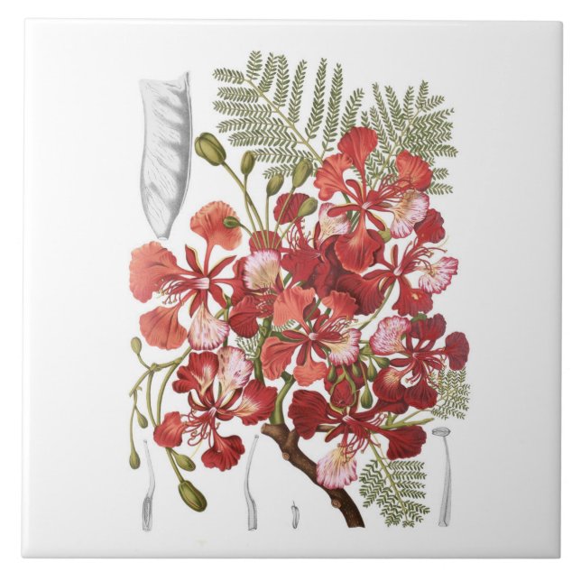 Flame Tree (Delonix regia) Tile (Front)