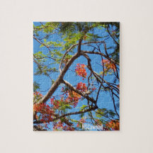 Flame Tree