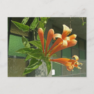 Flame vine 1 postcard