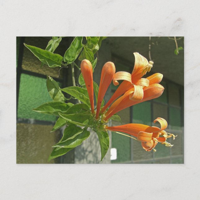 Flame vine 1 postcard (Front)