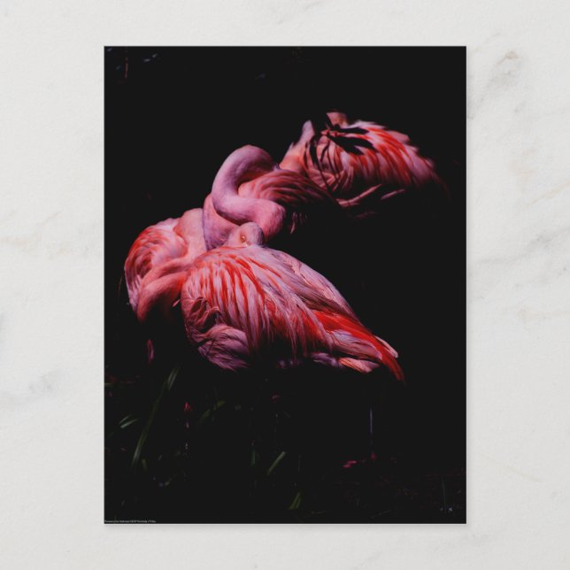 Flames in the Darkness Postcard (Front)