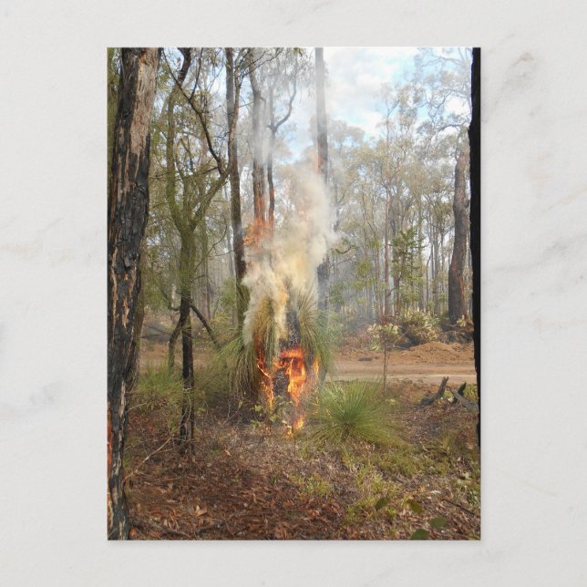 Flaming Grasstree Holiday Card (Front)