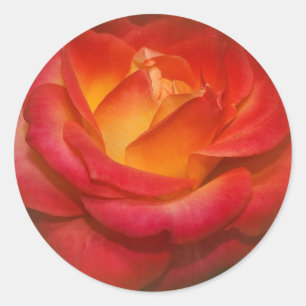 Flaming Rose on Parchment Classic Round Sticker