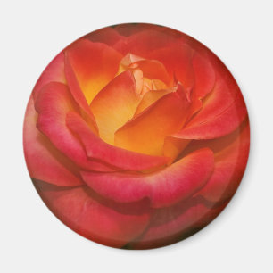 Flaming Rose on Parchment Magnet