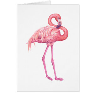 Flamingo 2
