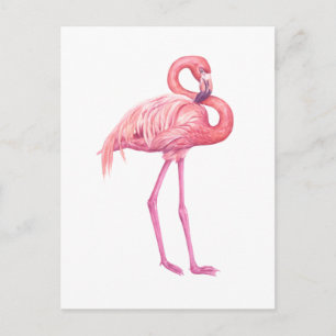 Flamingo 2 postcard