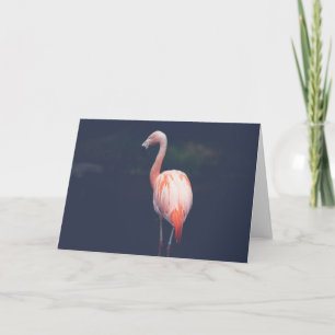 Flamingo At Dusk Card