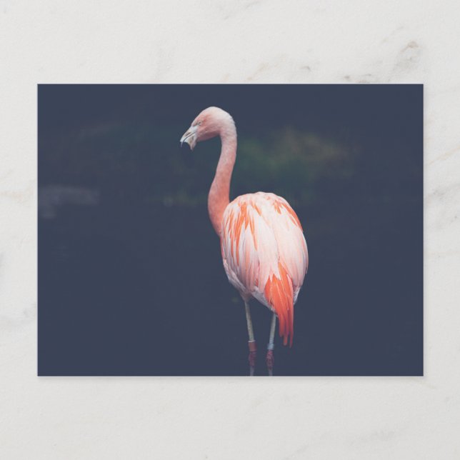 Flamingo At Dusk Postcard (Front)