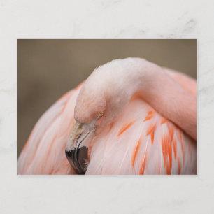 Flamingo at Rest Postcard