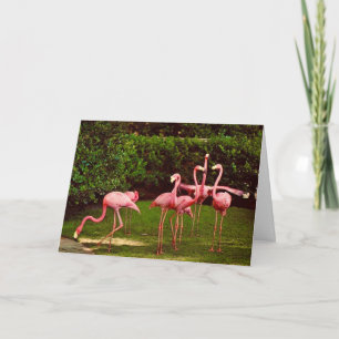 Flamingo Birthday Wish Greeting Card