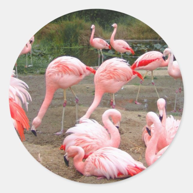 FLAMINGO CITY CLASSIC ROUND STICKER (Front)