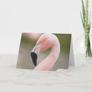 Flamingo Close Up Card