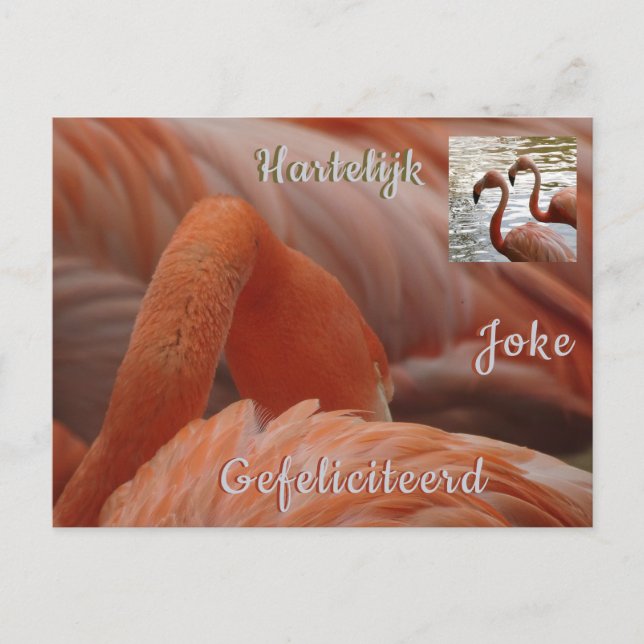 Flamingo Close Up Cust. Happy Birthday Postcard (Front)