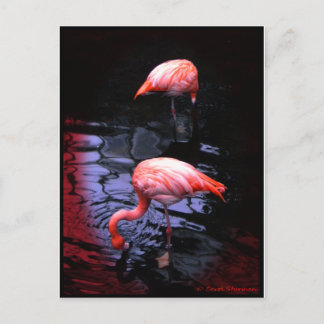 FLAMINGO copy Postcard