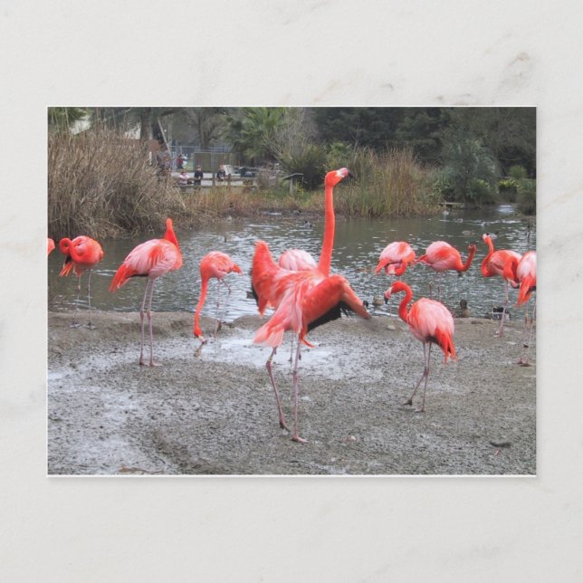 flamingo dance postcard (Front)