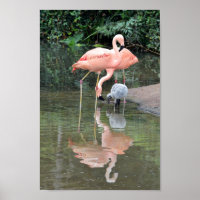 Flamingo Family Wading