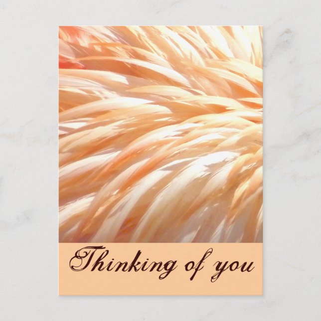 Flamingo feathers_ postcard (Front)