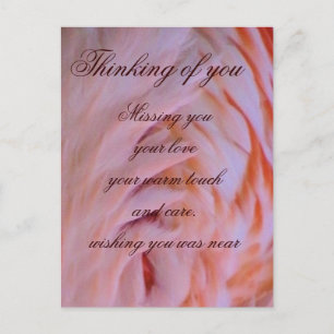 Flamingo feathers_ postcard