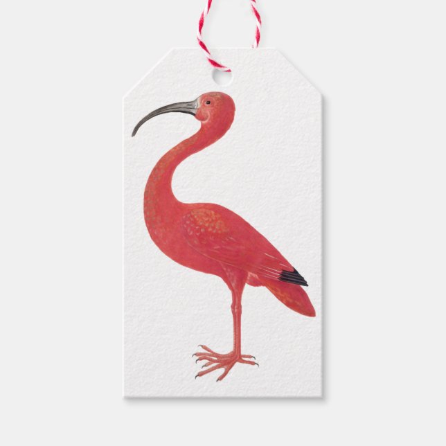 Flamingo - Fine Art Gift Tag (Front)