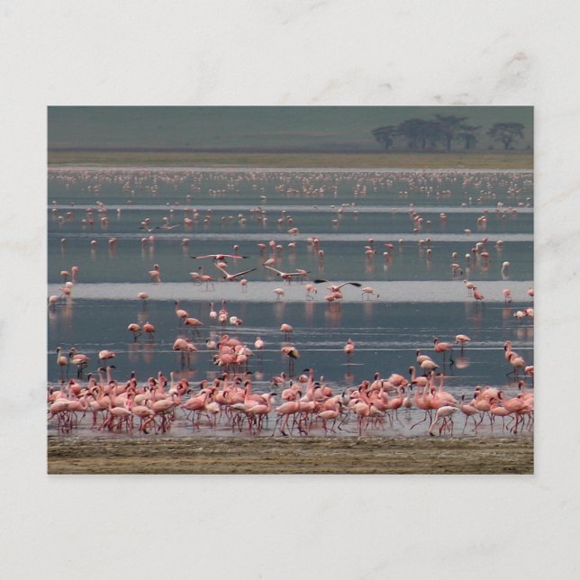 Flamingo Gathering - Postcard (Front)