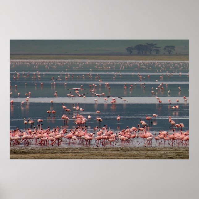 Flamingo Gathering - Print (Front)