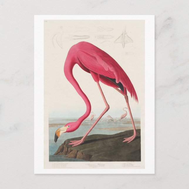Flamingo Illustration by John James Audubon Postcard (Front)