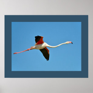 Flamingo in flight poster