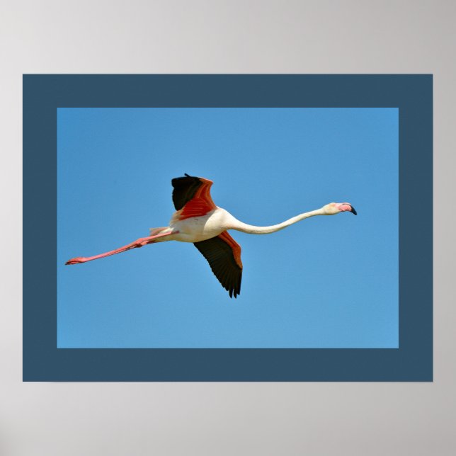 Flamingo in flight  poster (Front)