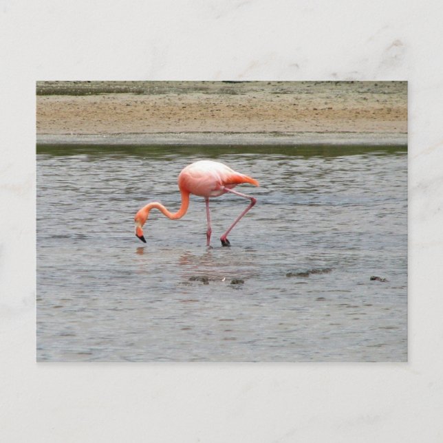Flamingo, Isla Seymour, Galapagos Postcard (Front)