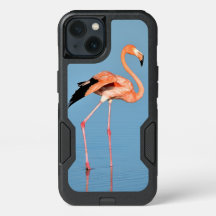 Flamingo Lake Walk | Birds